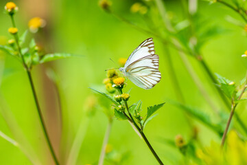 Flowers daisies in summer spring meadow on background blue sky with white clouds, flying orange butterfly, wide format. Summer natural idyllic pastoral landscape, copy space.