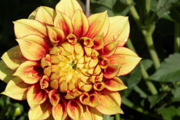 Isolated View of a Single Sunlit Vibrant Yellow and Orange Decorative Variety Dahlia Flower Against an Out of Focus Garden Background