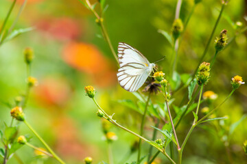 Flowers daisies in summer spring meadow on background blue sky with white clouds, flying orange butterfly, wide format. Summer natural idyllic pastoral landscape, copy space.