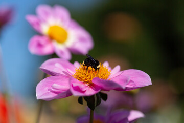 A close up view of a bumble bee perched on a sunlit, vibrant pink, yellow and white collarette variety dahlia with an out of focus background 