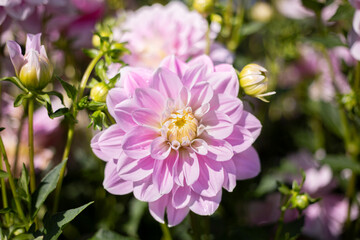 Obraz premium Close Up View of a Single Sunlit Pale Pink Dahlia Flower Against an Out of Focus Garden Background