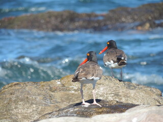 atlantic puffin or common puffin