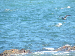 dolphins in the sea
