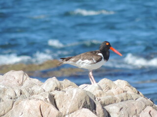 black headed gull