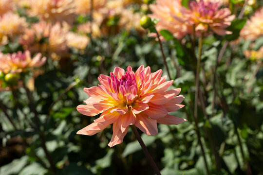 Close Up View of Sunlit Orange, Pink and Yellow Colored Decorative Variety Dahlia Flowers Against an Out of Focus Garden Background