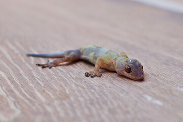 Gecko or lizard on a wooden background