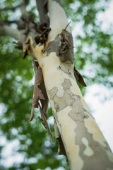 Sycamore, platan or plane tree bark texture background in multi colors.