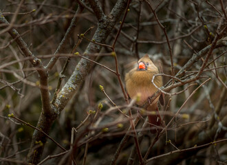 Beautiful North America red bird cardinal