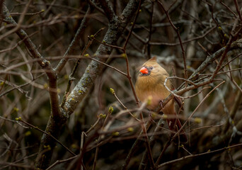 Beautiful North America red bird cardinal