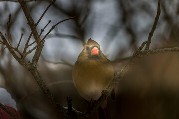 Beautiful North America red bird cardinal