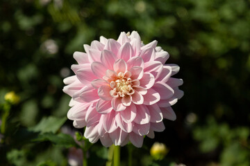 Isolated View of a Single Sunlit Pastel Blush Pink Decorative Variety Dahlia Flower Against an Out of Focus Garden Background
