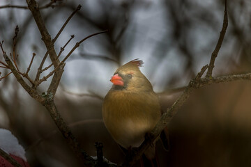 Beautiful North America red bird cardinal