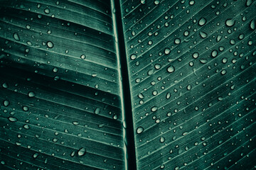 water droplets on banana leaf, dark nature background