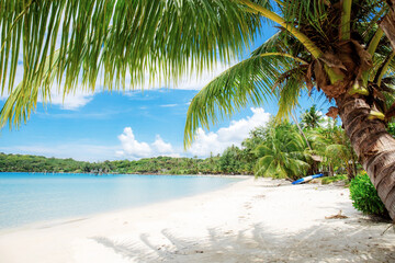Coconut tree on sand.