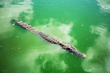 Crocodile in pond.