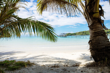Fototapeta na wymiar Palm tree on beach in summer.