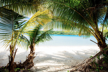Naklejka na ściany i meble Palm tree on beach.