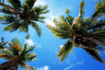 Naklejka na ściany i meble Palm tree with sunlight in summer.