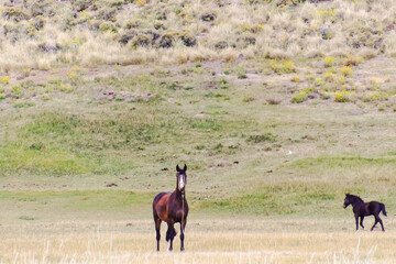 Caballos salvajes