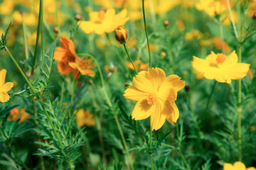 Yellow cosmos with green background.