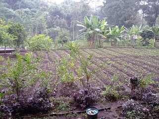 Nature Landscape of Forest