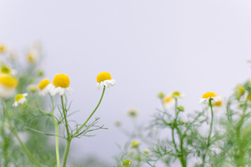 Flor de manzanilla orgánica 