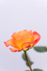 Rosa de té naranja floreciendo, toma vertical