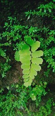 fern leaf in the forest