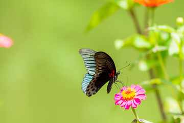 Flowers daisies in summer spring meadow on background blue sky with white clouds, flying orange butterfly, wide format. Summer natural idyllic pastoral landscape, copy space.