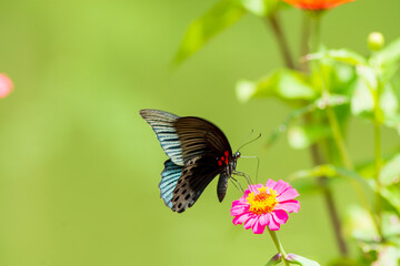Flowers daisies in summer spring meadow on background blue sky with white clouds, flying orange butterfly, wide format. Summer natural idyllic pastoral landscape, copy space.