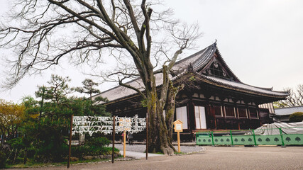 Tree and Sanjusangen-do Buddhist temple, Kyoto, Japan