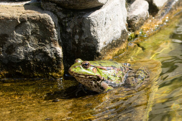 frog in the natural environment, toad in the water