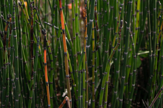 Horsetail plant, in family of Equisetaceae, nature pattern texture background