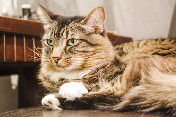 Fototapeta na wymiar Maine coon tabby cat indoors