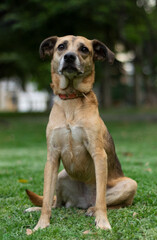 Dog
