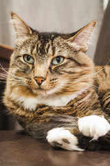 Fototapeta premium Maine coon tabby cat indoors