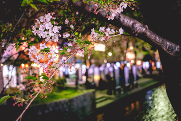 Obraz premium Sakura flowers and colorful lights in the night at river in Kyoto, Japan