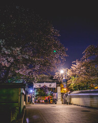 Couple at entrance gate at Kennin-ji buddhist temple in the night with beautiful sakura trees blooming, Kyoto, japan