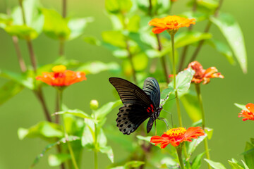 Flowers daisies in summer spring meadow on background blue sky with white clouds, flying orange butterfly, wide format. Summer natural idyllic pastoral landscape, copy space.