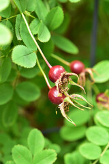 原種系バラのローズヒップ