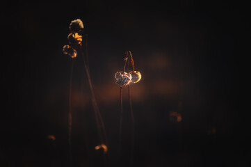 Moody colors flowers and broken flower on meadow at sunset