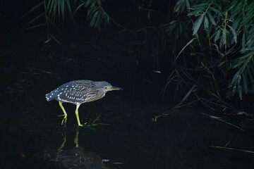 薄暗くなった川で獲物を探すホシゴイ