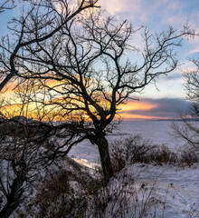 Winter landscape. Silhouette of a tree on a sunset background