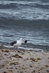 海岸でウニをくわえるカモメ