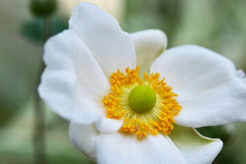 白いシュウメイギクの花アップ