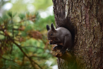 木の上でクルミを食べる秋のエゾリス