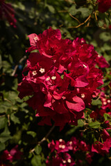 Obraz premium red rose flower