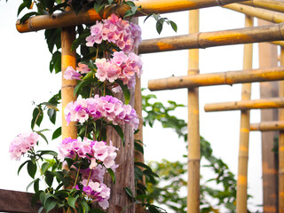 Violet flower creeper plant on the roof frame for the garden decoration