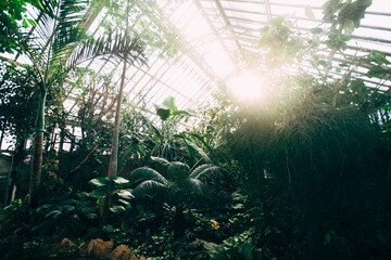 Greenhouse with tropical plants. Banana tree, monstera, palms. Sunlight
