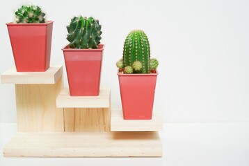 Cactus displays on wooden steps showcase for interior or home decoration on white background and copy space